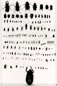 Collection d